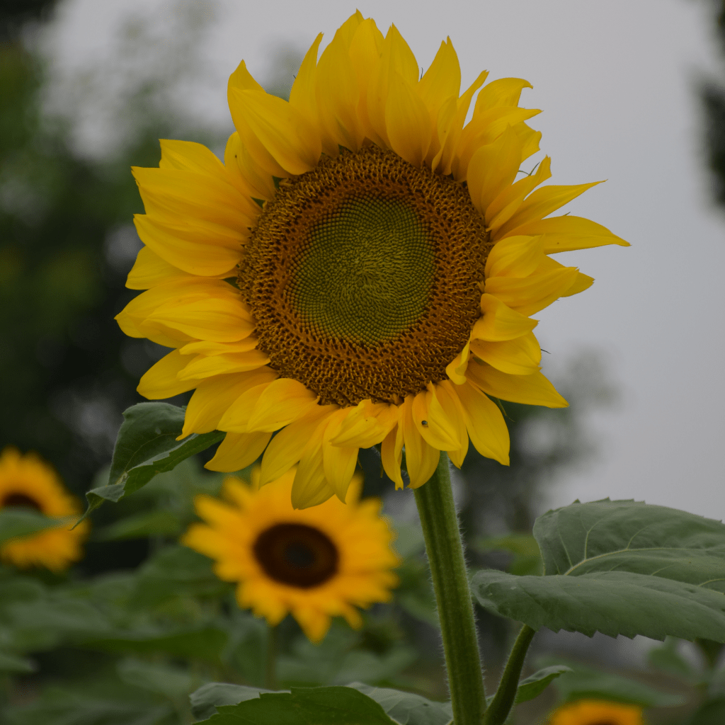 A close-up of a yellow sunflower in a garden, showcasing its vibrant petals and central disk, with other sunflowers softly blurred in the background.