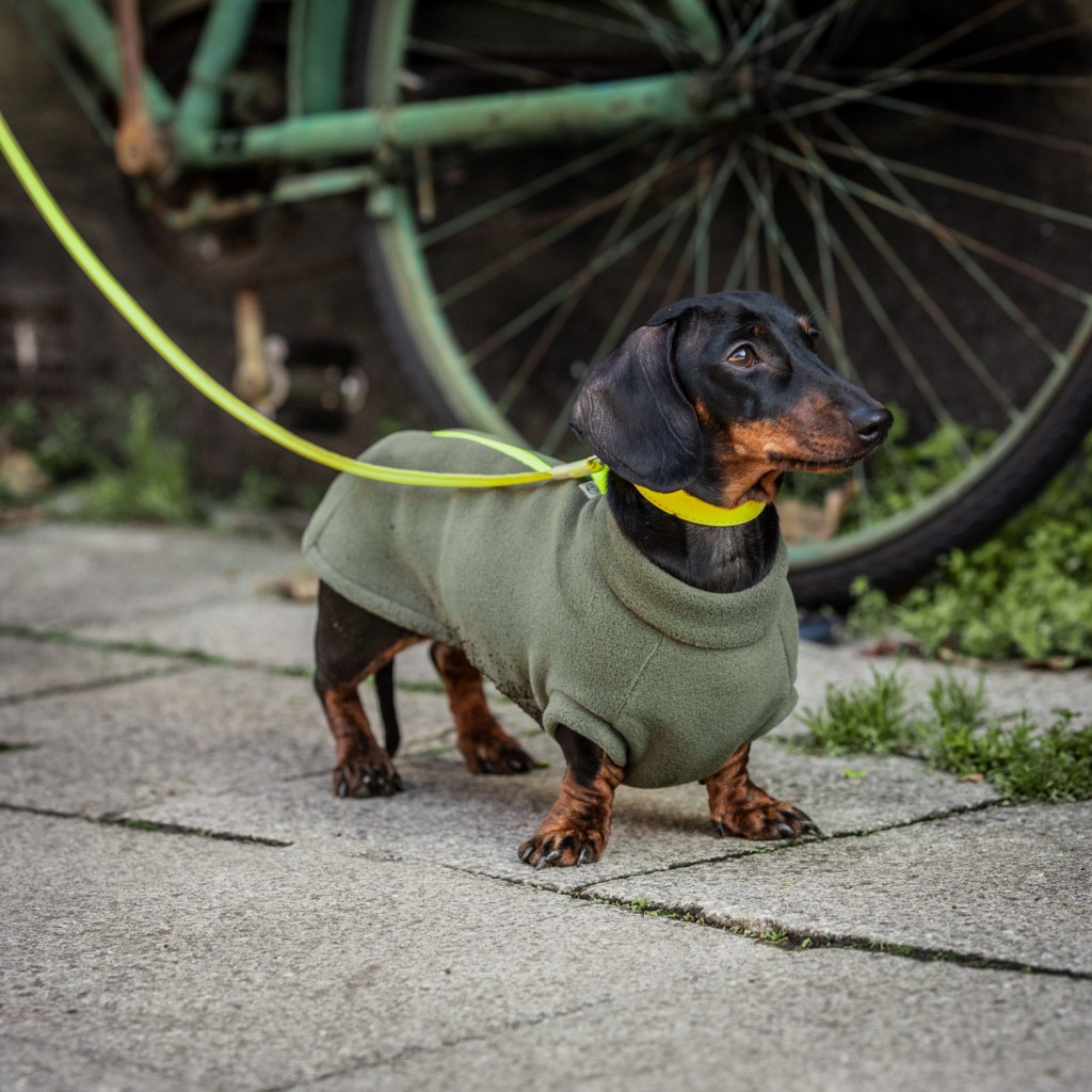 A Dachshund wearing a green fleece coat and a bright yellow leash, standing on a stone pavement next to a bicycle.
