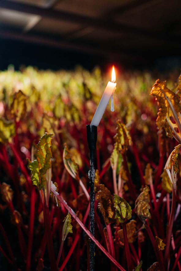 A lit candle placed among rows of rhubarb plants glowing softly in a dimly lit setting.